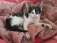 Cloe