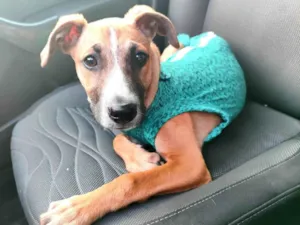 Cachorro raça Srd idade 2 a 6 meses nome Princesa 