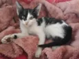 Cloe