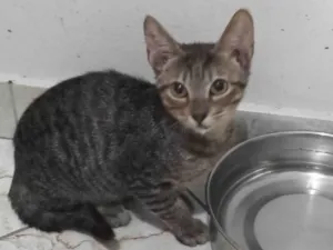 Gato raça Srd idade 2 a 6 meses nome Lia testada negativa fiv felv