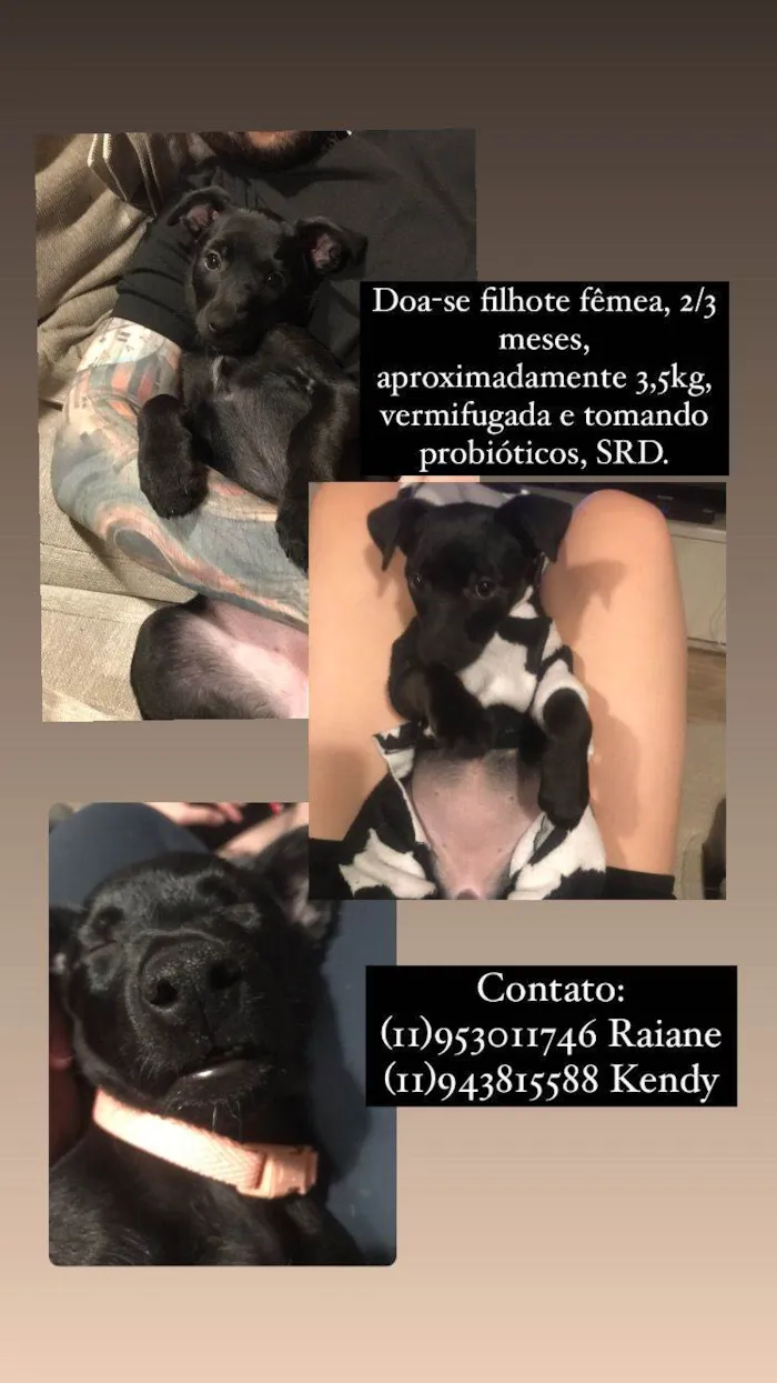 Cachorro raça SRD-ViraLata idade 2 a 6 meses nome Lilica