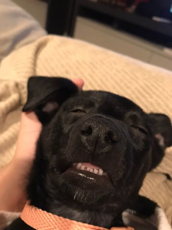 Cachorro raça SRD-ViraLata idade 2 a 6 meses nome Lilica