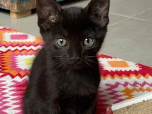 Gato raça Srd idade Abaixo de 2 meses nome Napoleão 