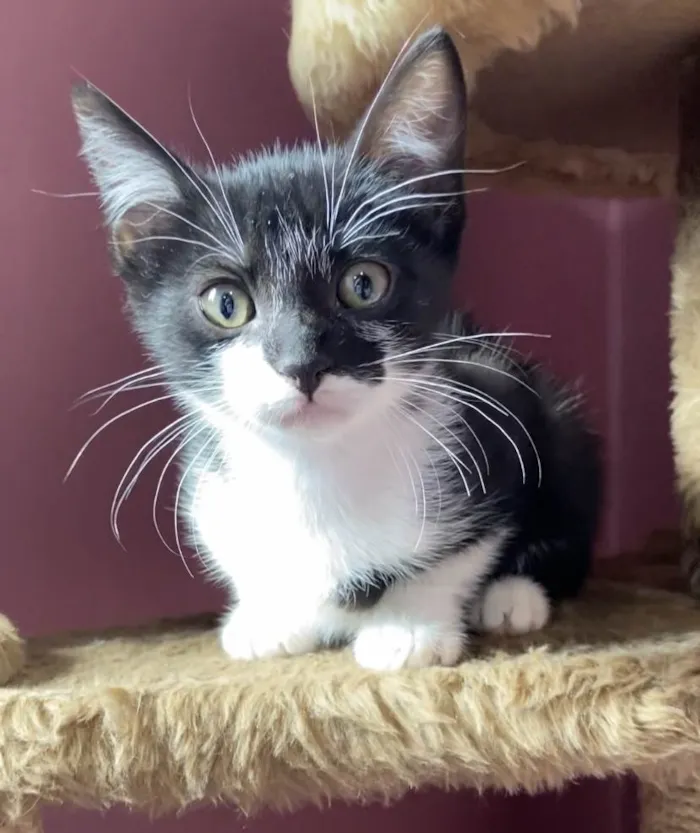 Gato ra a Srd idade Abaixo de 2 meses nome Marcelino