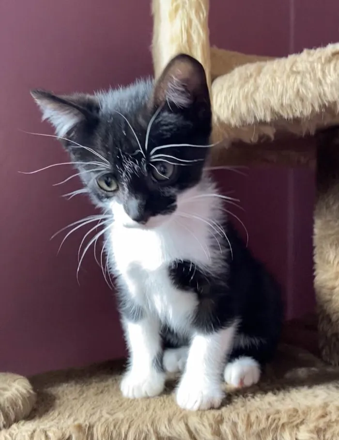 Gato ra a Srd idade Abaixo de 2 meses nome Marcelino