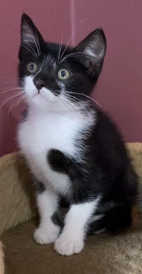 Gato ra a Srd idade Abaixo de 2 meses nome Marcelino