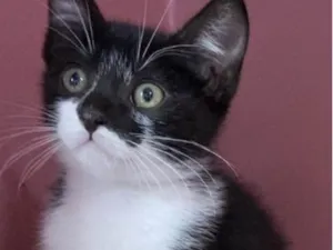 Gato raça Srd idade Abaixo de 2 meses nome Marcelino