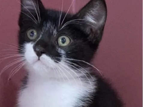 Gato ra a Srd idade Abaixo de 2 meses nome Marcelino