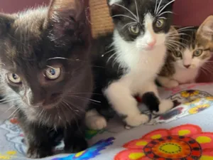 Gato raça Srd idade Abaixo de 2 meses nome Carolino