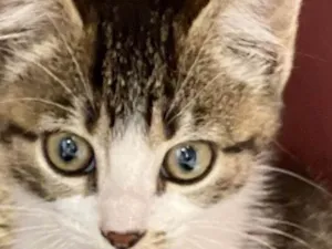 Gato raça Srd idade Abaixo de 2 meses nome Fernanda 