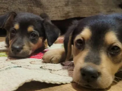 Cachorro raça S/A idade Abaixo de 2 meses nome Nina e Lila