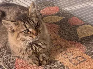 Gato raça SRD-ViraLata idade 2 a 6 meses nome Trigre 2