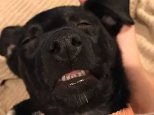 Cachorro raça SRD-ViraLata idade 2 a 6 meses nome Lilica