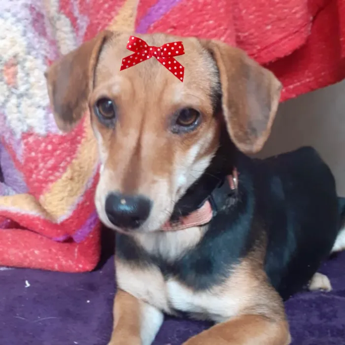 Cachorro ra a Mestica  idade 2 a 6 meses nome Nina 