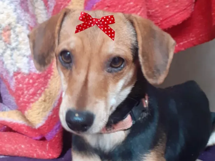 Cachorro ra a Mestica  idade 2 a 6 meses nome Nina 