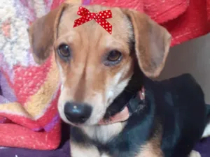 Cachorro raça Mestica  idade 2 a 6 meses nome Nina 