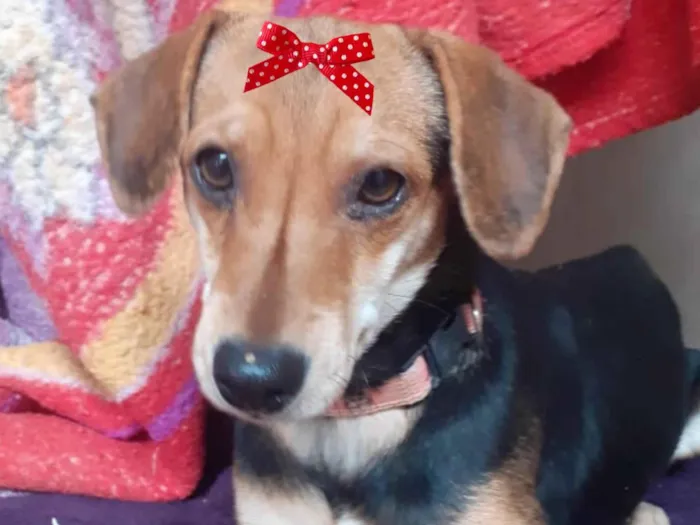 Cachorro ra a Mestica  idade 2 a 6 meses nome Nina 