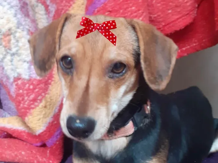 Cachorro ra a Mestica  idade 2 a 6 meses nome Nina 