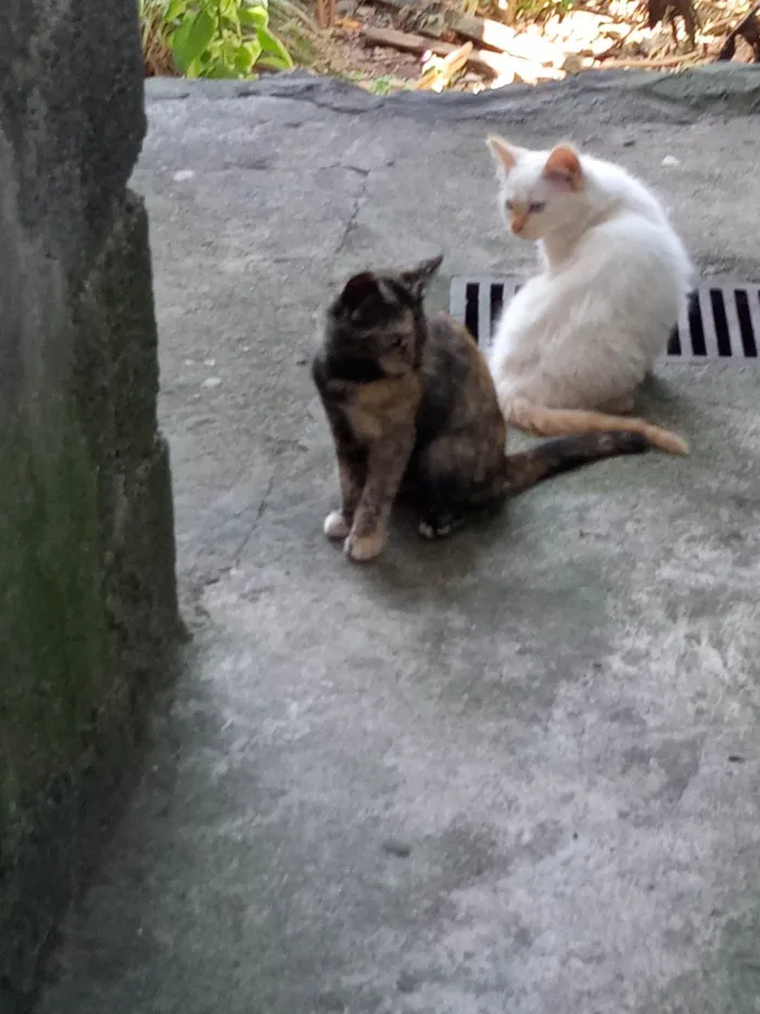 Gato ra a Sem raça idade 2 a 6 meses nome Sem nome