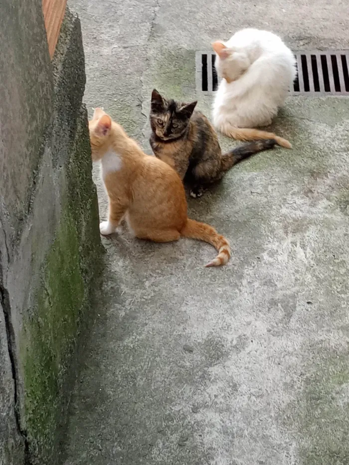 Gato ra a Sem raça idade 2 a 6 meses nome Sem nome