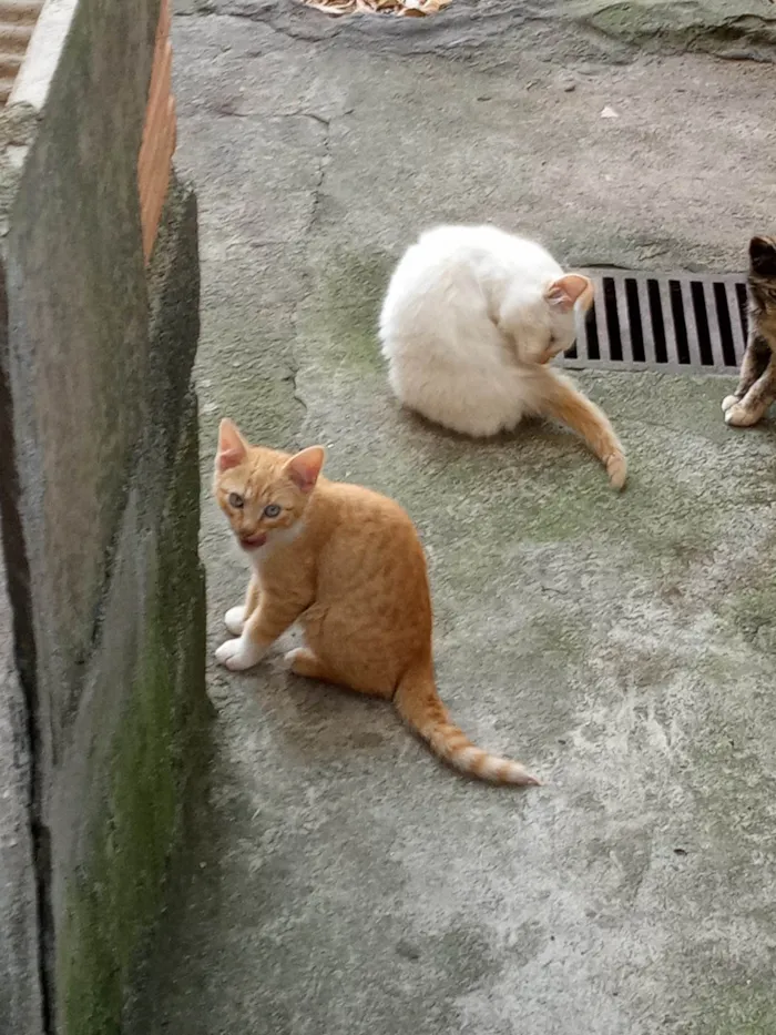 Gato ra a Sem raça idade 2 a 6 meses nome Sem nome
