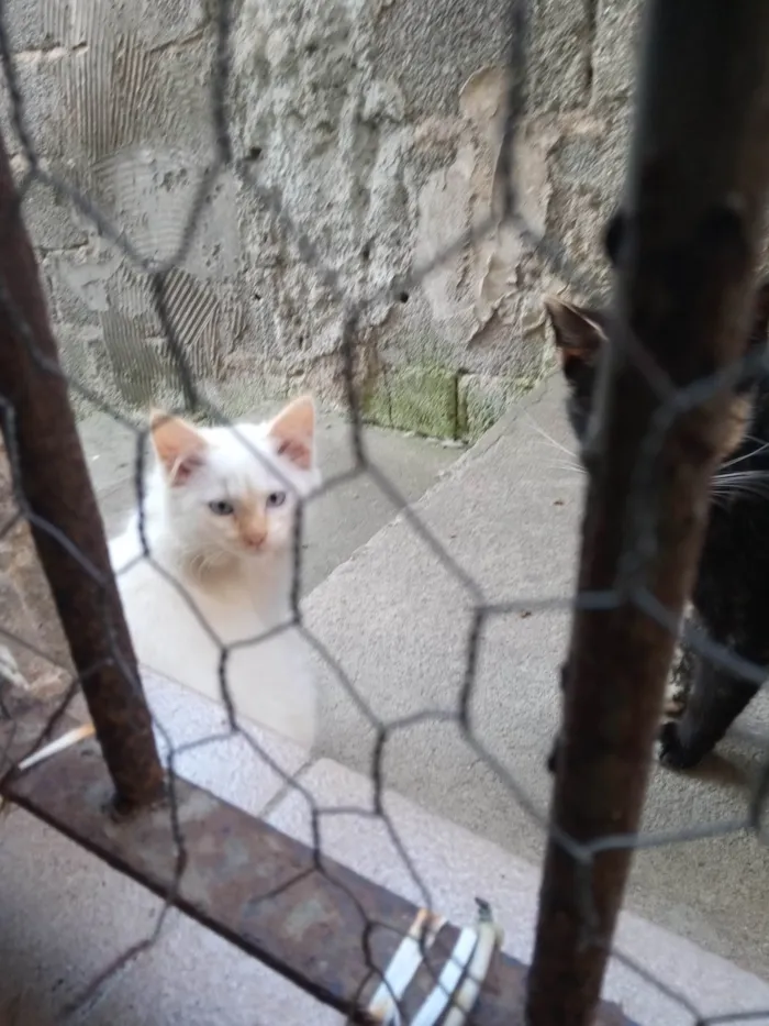 Gato ra a Sem raça idade 2 a 6 meses nome Sem nome