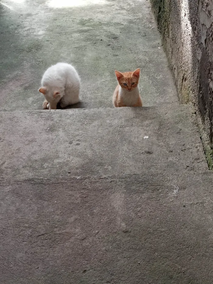 Gato ra a Sem raça idade 2 a 6 meses nome Sem nome