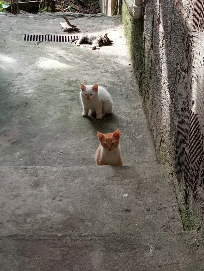 Gato ra a Sem raça idade 2 a 6 meses nome Sem nome