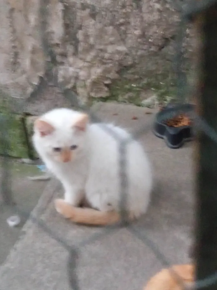 Gato ra a Sem raça idade 2 a 6 meses nome Sem nome