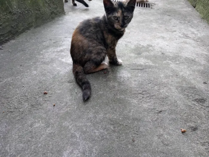 Gato ra a Sem raça idade 2 a 6 meses nome Sem nome