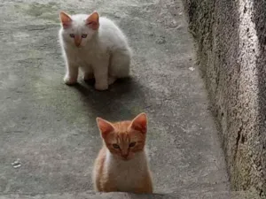 Gato raça Sem raça idade 2 a 6 meses nome Sem nome