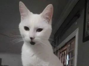 Gato raça SRD-ViraLata idade 2 a 6 meses nome Babaloo castrada 