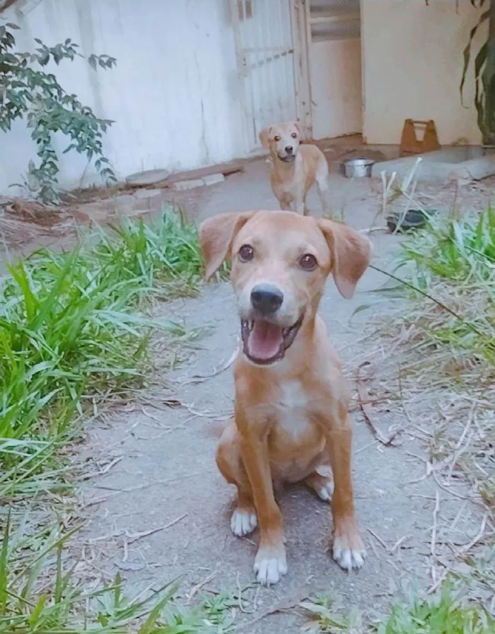 Cachorro ra a SRD idade 7 a 11 meses nome Sem nome definido 