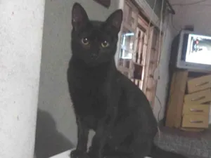 Gato raça SRD-ViraLata idade 2 a 6 meses nome Julieta 
