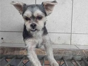 Cachorro raça Shitzu idade 2 anos nome Lucky