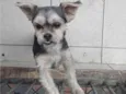 Cachorro raça Shitzu idade 2 anos nome Lucky