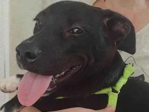 Cachorro raça SRD idade 7 a 11 meses nome Sem nome definido 