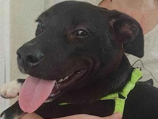 Cachorro ra a SRD idade 7 a 11 meses nome Sem nome definido 