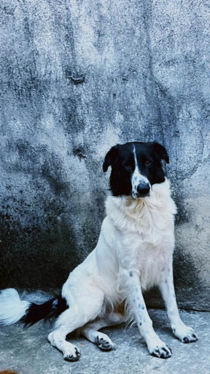 Cachorro ra a SRD-ViraLata idade 3 anos nome Mufasa 