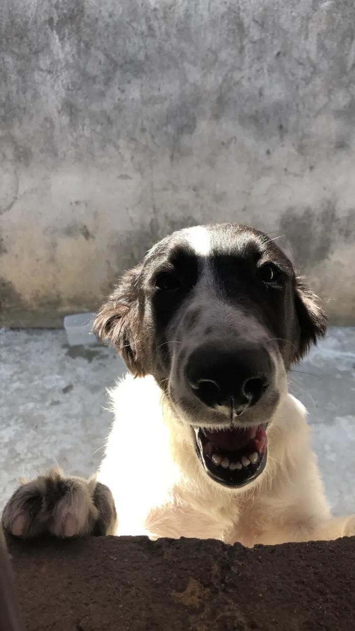 Cachorro ra a SRD-ViraLata idade 3 anos nome Mufasa 