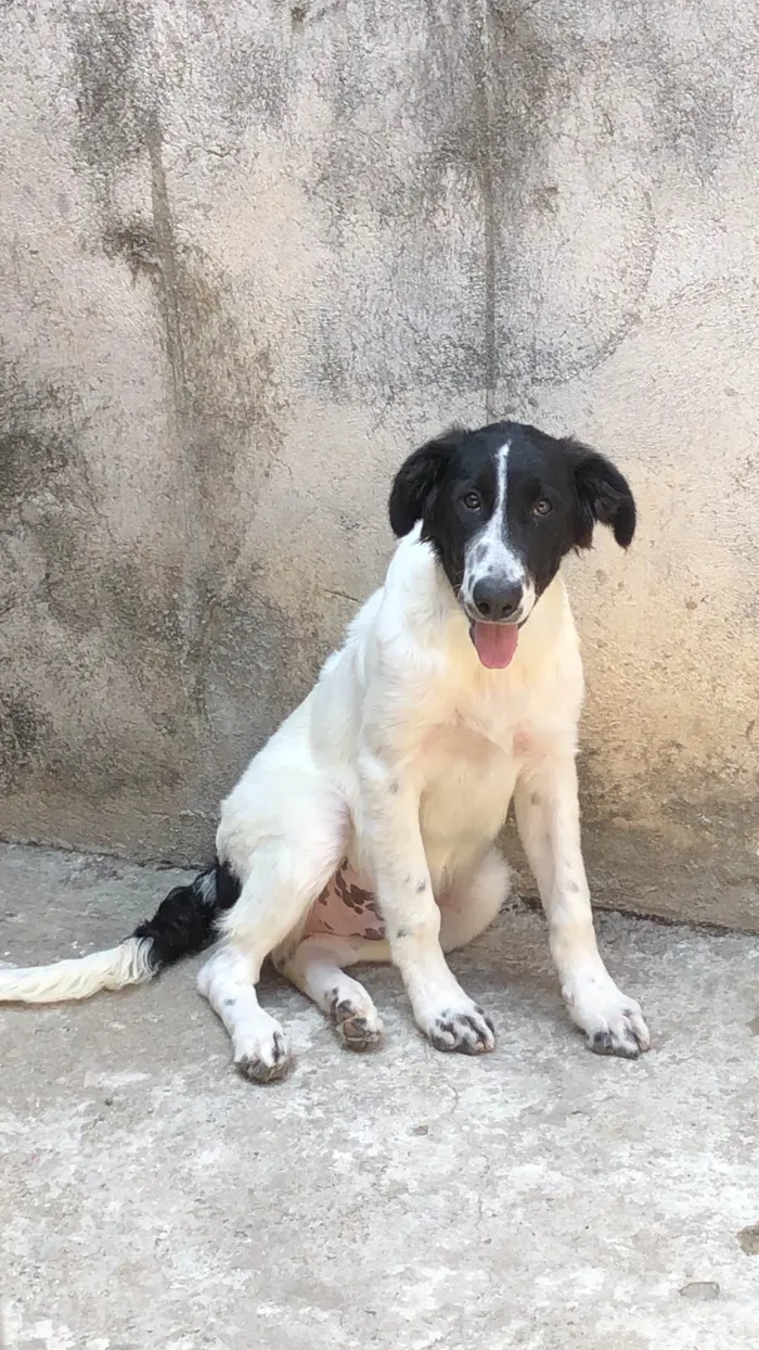 Cachorro ra a SRD-ViraLata idade 3 anos nome Mufasa 