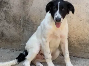 Cachorro raça SRD-ViraLata idade 3 anos nome Mufasa 