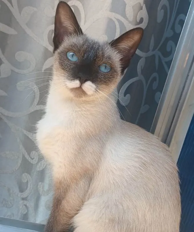 Gato ra a Siamês idade  nome A mãe é Sof e 2 sem nome