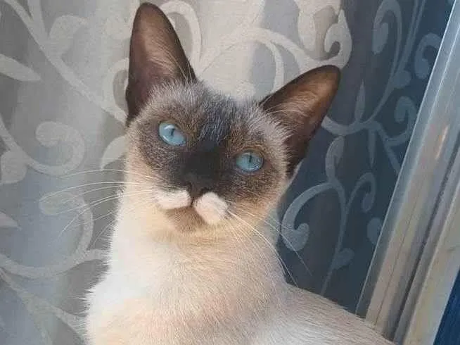 Gato ra a Siamês idade  nome A mãe é Sof e 2 sem nome