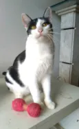 Henry