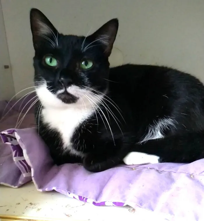 Gato ra a SRD-ViraLata idade 2 anos nome Elisa