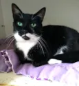 Elisa
