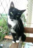 Elisa