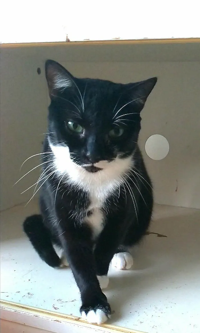 Gato ra a SRD-ViraLata idade 2 anos nome Elisa