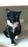 Elisa